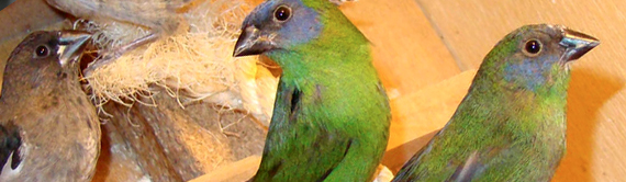 Περιγραφή: http://www.gouldianfinch.gr/gf_img/blue_faced_parrot_finch2.jpg