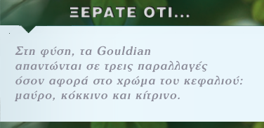 Gouldian Finch