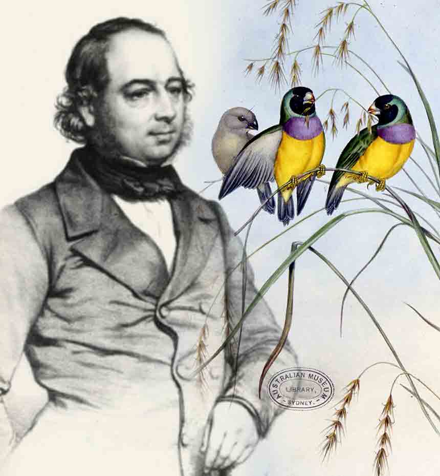 ΓΕΝΙΚΑ GouldianFInch.gr