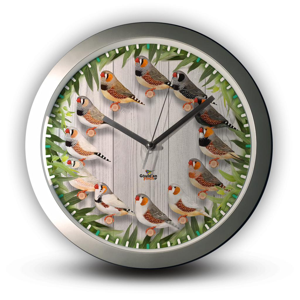 Different Mutations Zebra Finch With Eucalyptus Pattern Silver Wall