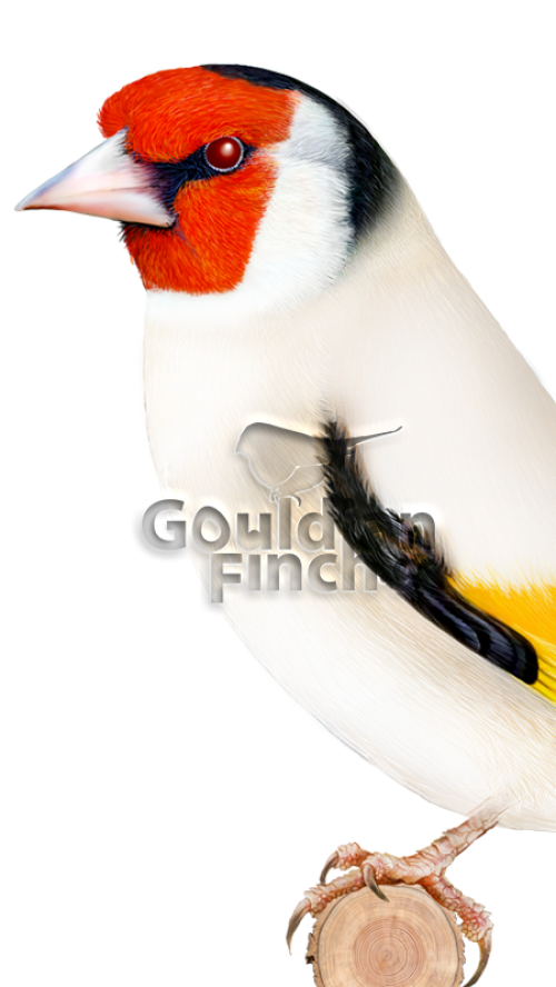 goldfinch-01a
