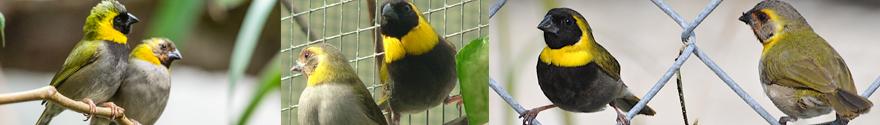 Cuban Finch - male & female