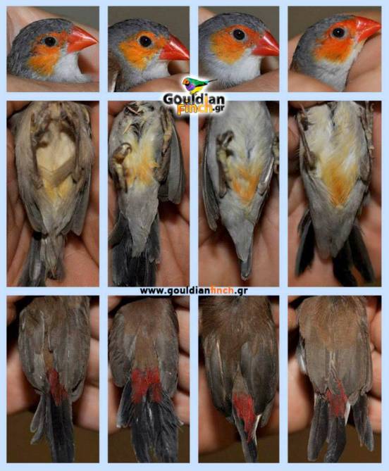 Description: Macintosh HD:Users:Windsa:Pictures:PROJECT:GouldianFinch Gr:Gallery:Our Birds:00-orange cheeked:Orange_Cheeked-sexing.jpg