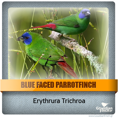 Περιγραφή: http://www.gouldianfinch.gr/gf_img/Finch%20Species/ID-Blue%20Faced%20Parrotfinch.png