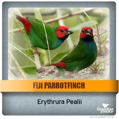 Περιγραφή: http://www.gouldianfinch.gr/gf_img/Finch%20Species/ID-Fiji%20Parrotfinch.png