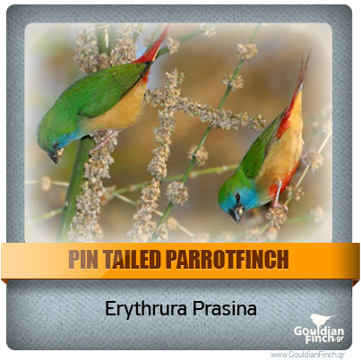 Περιγραφή: http://www.gouldianfinch.gr/gf_img/Finch%20Species/ID-Pin%20Tailed%20Parrotfinch.png