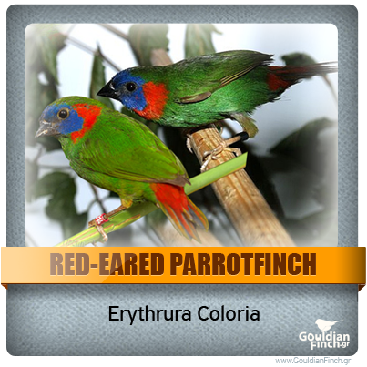 Περιγραφή: http://www.gouldianfinch.gr/gf_img/Finch%20Species/ID-Red-Eared%20Parrotfinch.png
