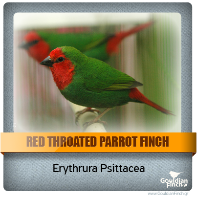 Περιγραφή: http://www.gouldianfinch.gr/gf_img/Finch%20Species/ID-Red%20throated%20Parrotfinch.png