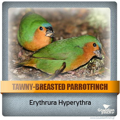 Περιγραφή: http://www.gouldianfinch.gr/gf_img/Finch%20Species/ID-Tawny%20Breasted%20parrotfinch.png
