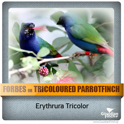 Περιγραφή: http://www.gouldianfinch.gr/gf_img/Finch%20Species/ID-Tricolored%20Parrotfinch.png