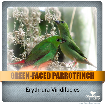 Περιγραφή: http://www.gouldianfinch.gr/gf_img/Finch%20Species/ID-greenfaced%20parrotfinch.png