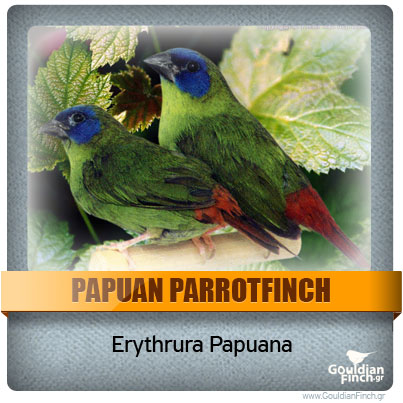 Περιγραφή: http://www.gouldianfinch.gr/gf_img/Finch%20Species/ID-papuan%20parrotfinch.jpg