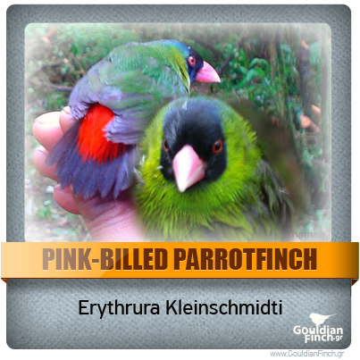 Περιγραφή: http://www.gouldianfinch.gr/gf_img/Finch%20Species/ID-pink%20billied%20parrotfinch.png