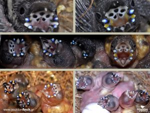 Gouldian finches chicks with different mutations