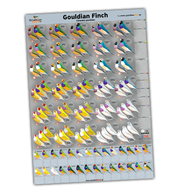 GOULDIAN FINCH POSTER-20210601