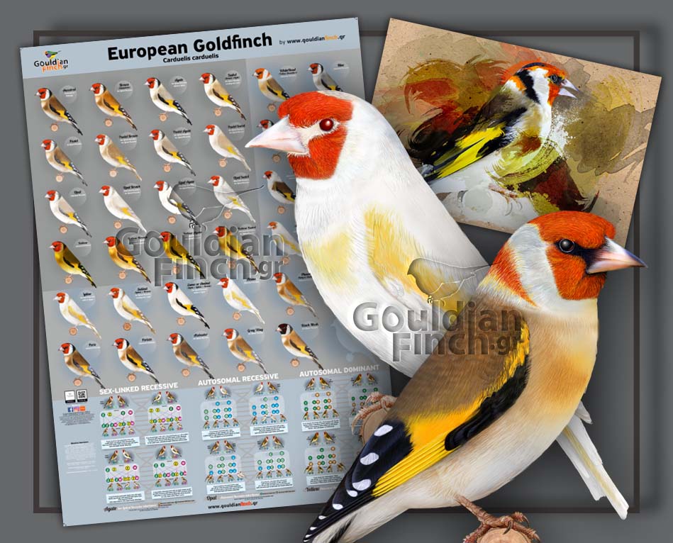 New European Goldfinch Poster