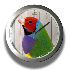 Clock-finches-002-33