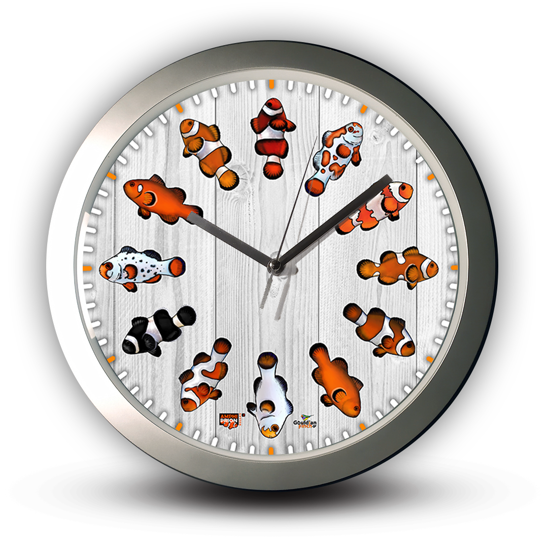Anemone Fish Amphiprion ocellaris color variations, silver Wall Clock