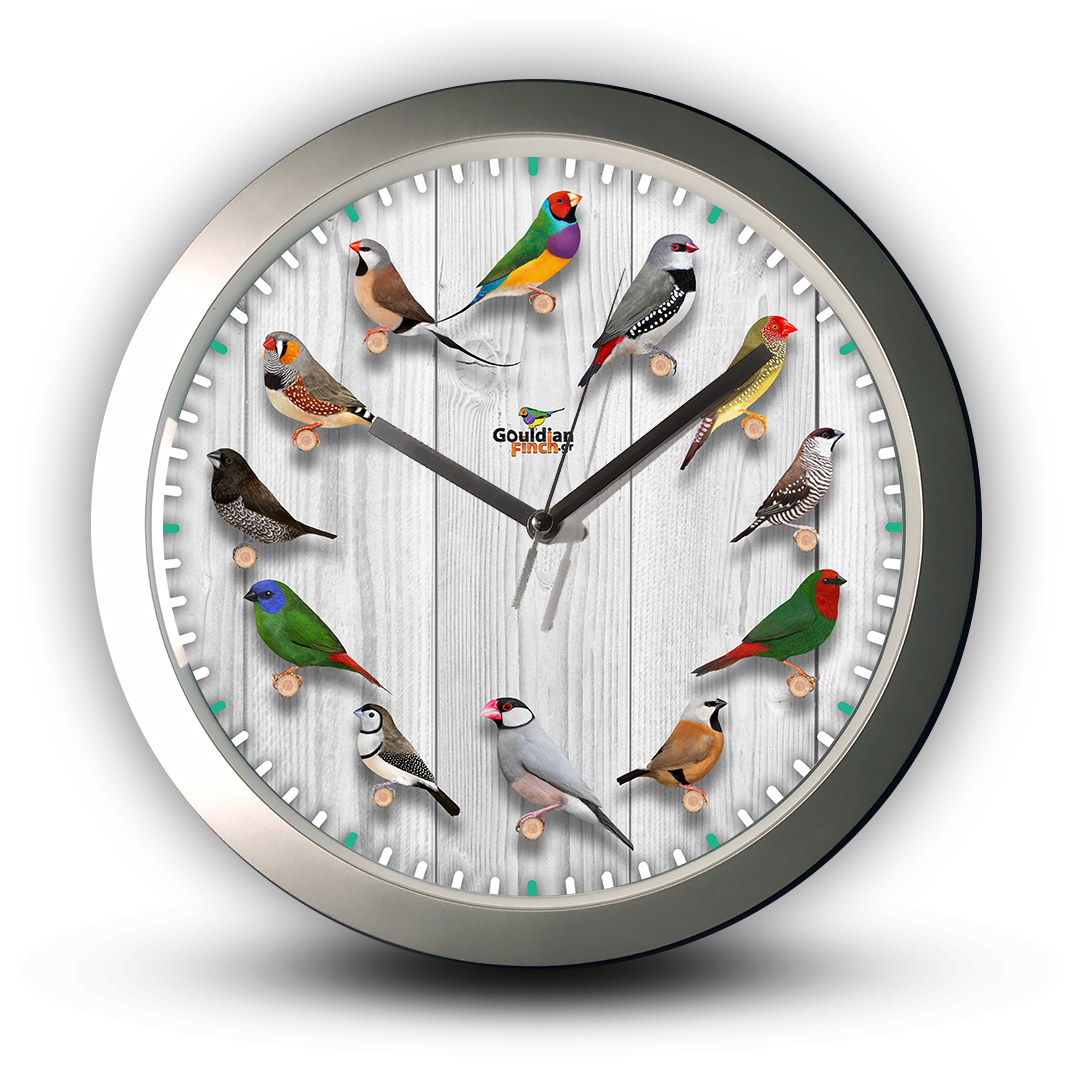 twelve exotic finches silver wall clock