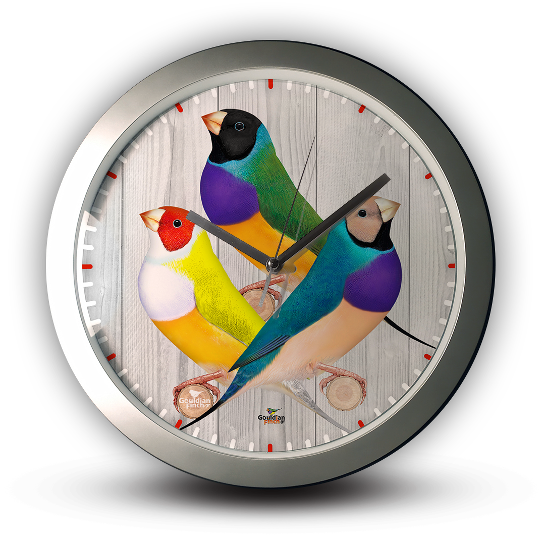 Three basic mutations Gouldian silver Wall Clock