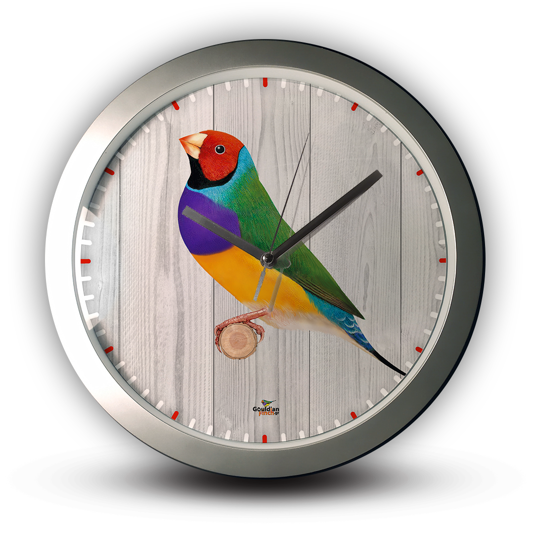 Show Standard Gouldian finch male silver Wall Clock