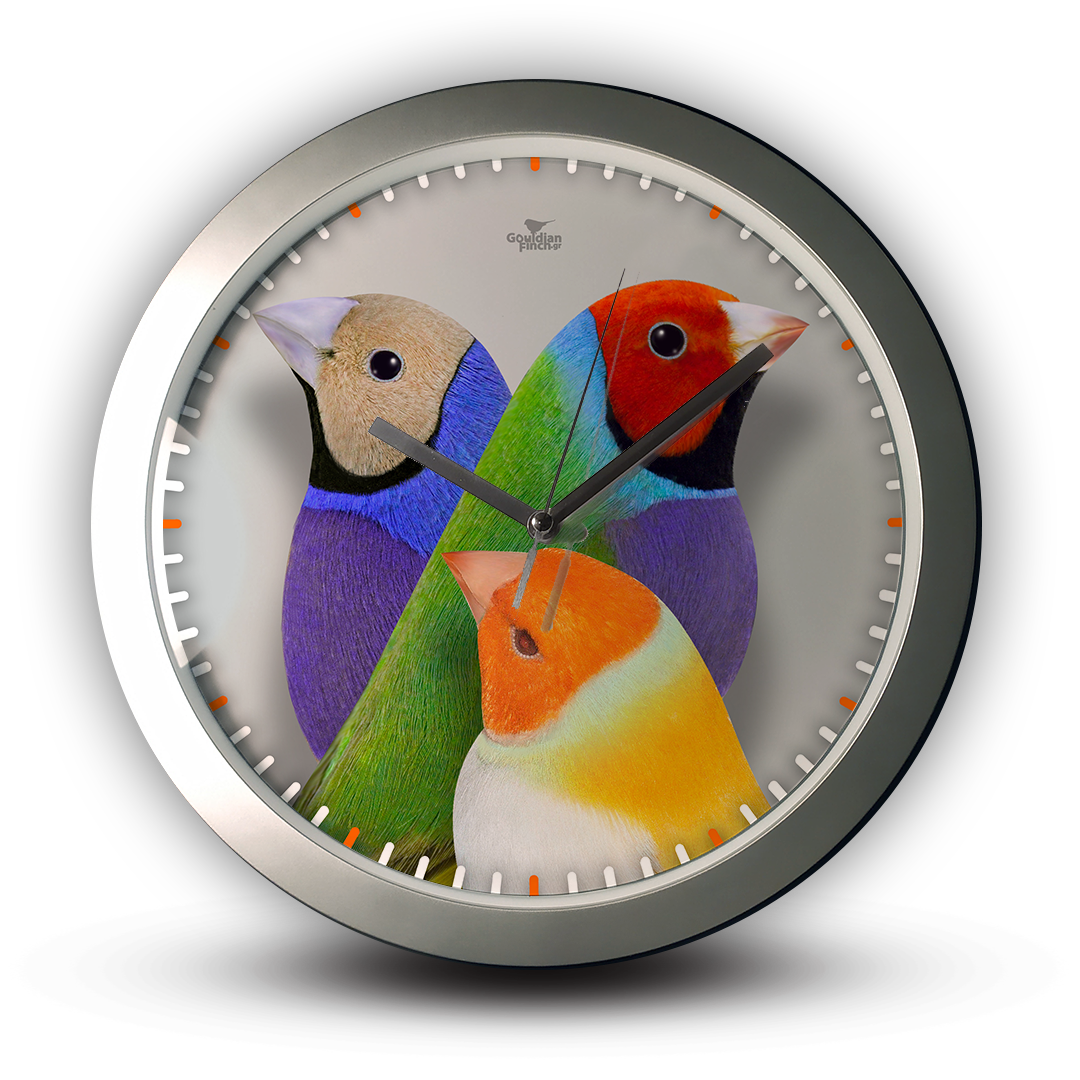 Three Mutations Gouldian Finch silver Wall Clock
