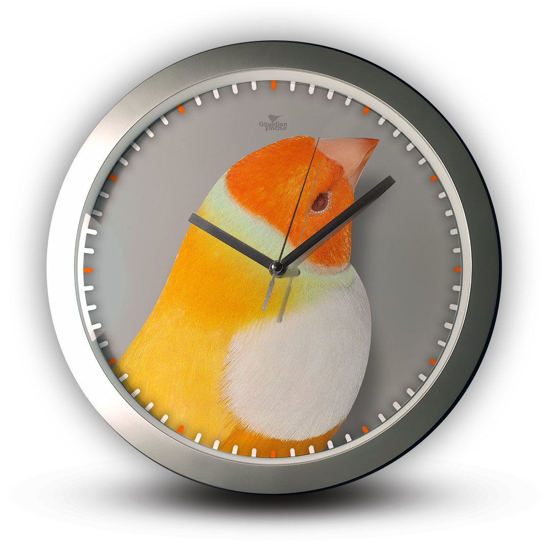 Yellow Head Lutino (Ino) Mutation Gouldian Finch silver Wall Clock