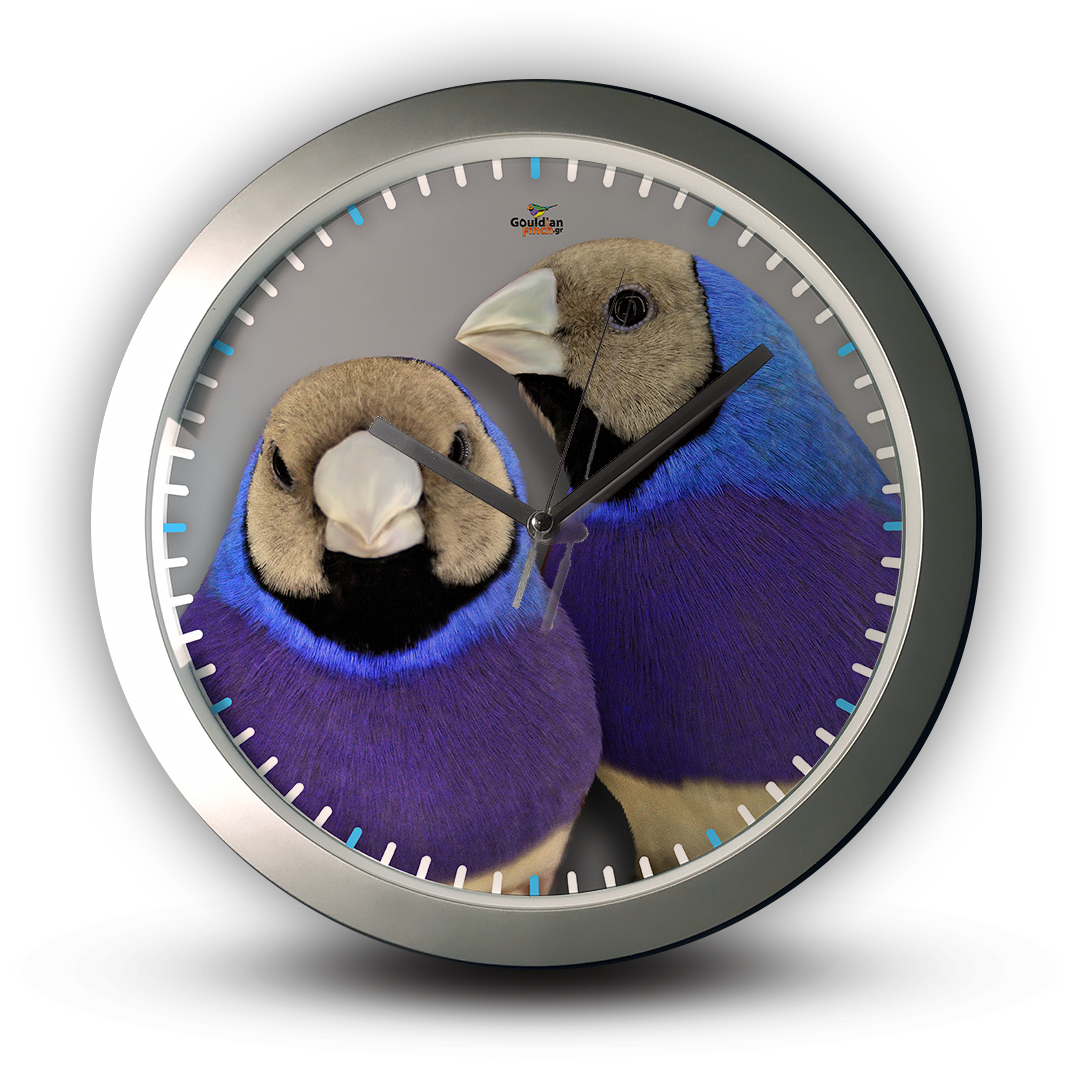 Blue Mutation Gouldian Finch silver Wall Clock