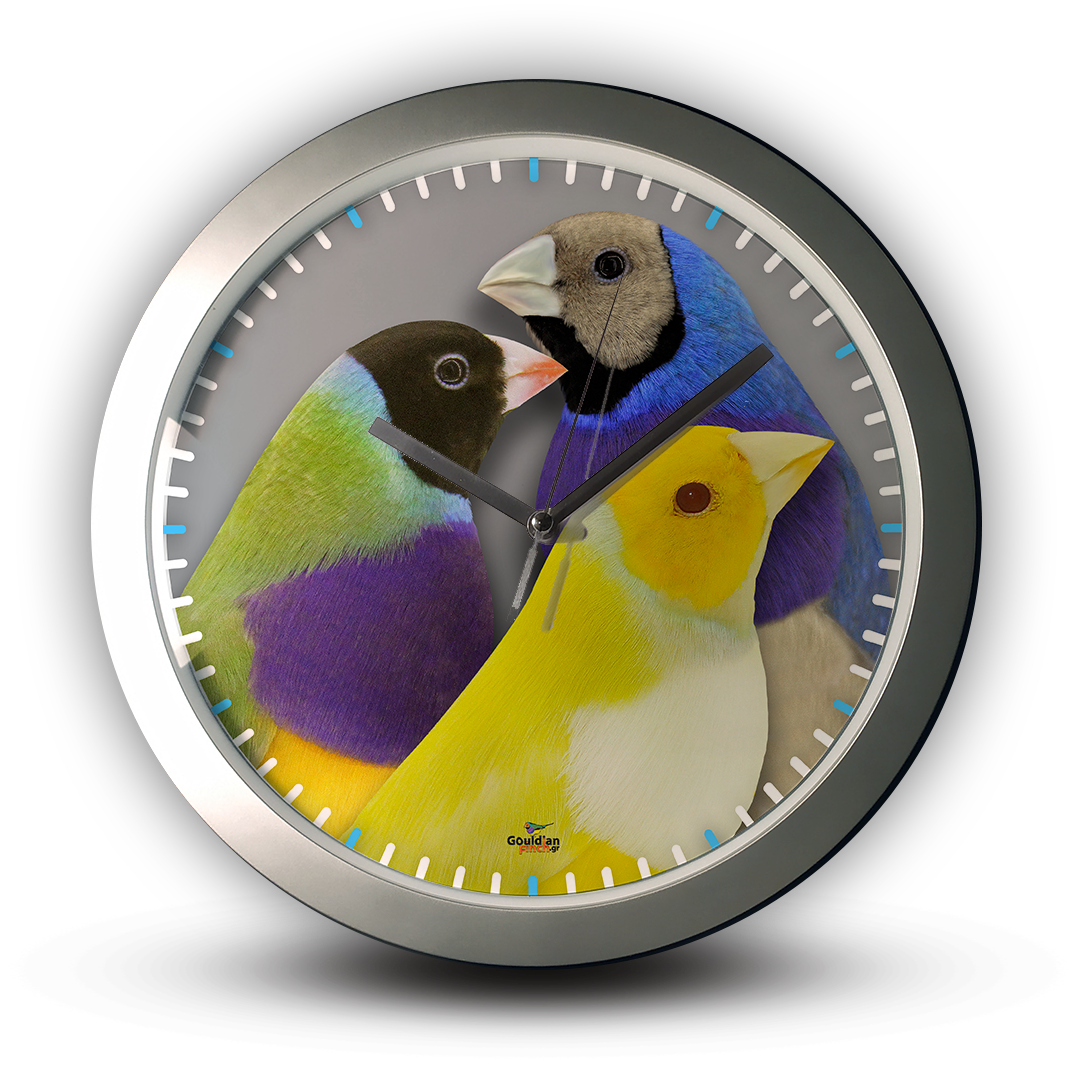 Lutino, Cinnamon & Blue Mutation Gouldian Finch silver Wall Clock