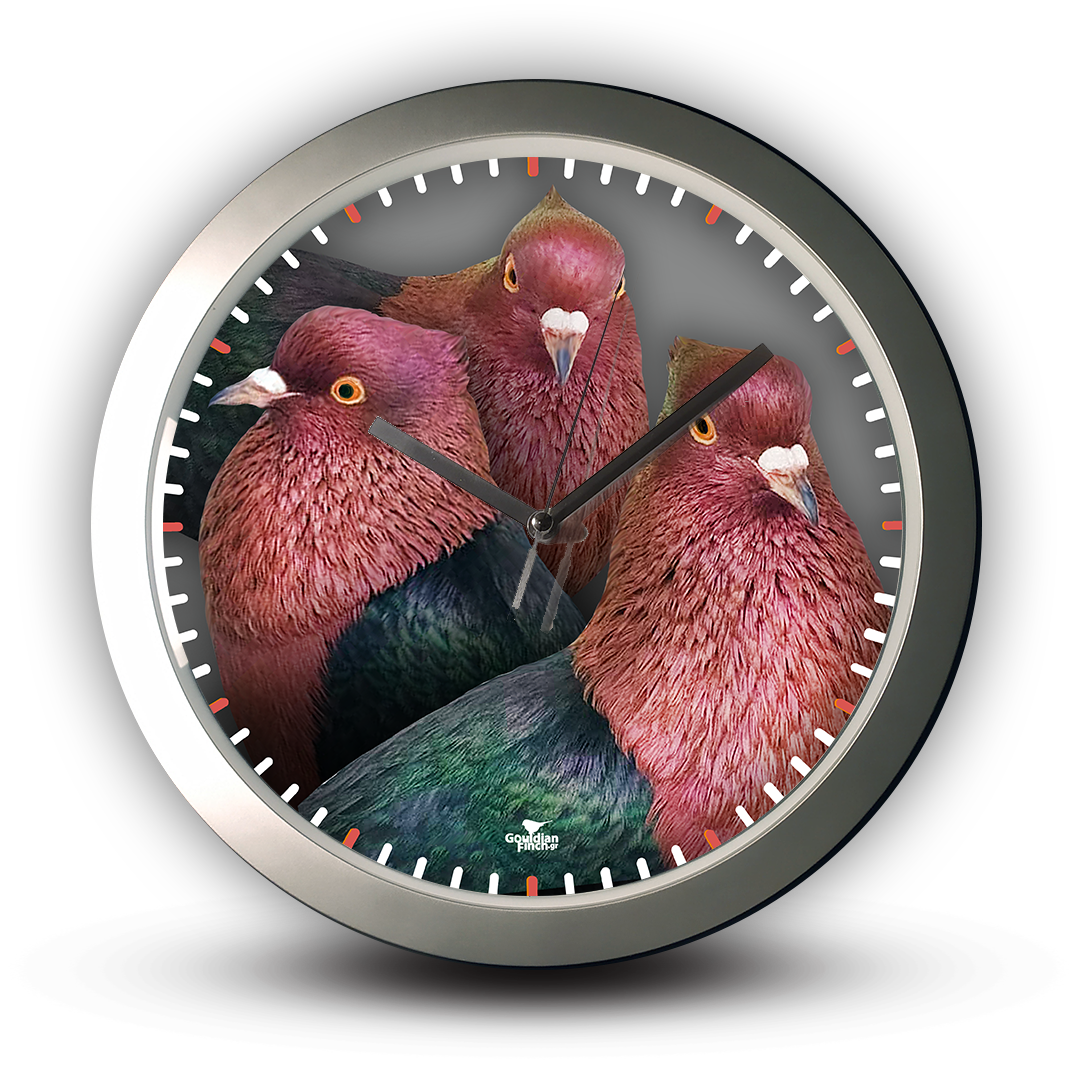 Three Gimpel Archangel Pigeon photo, silver Wall Clock