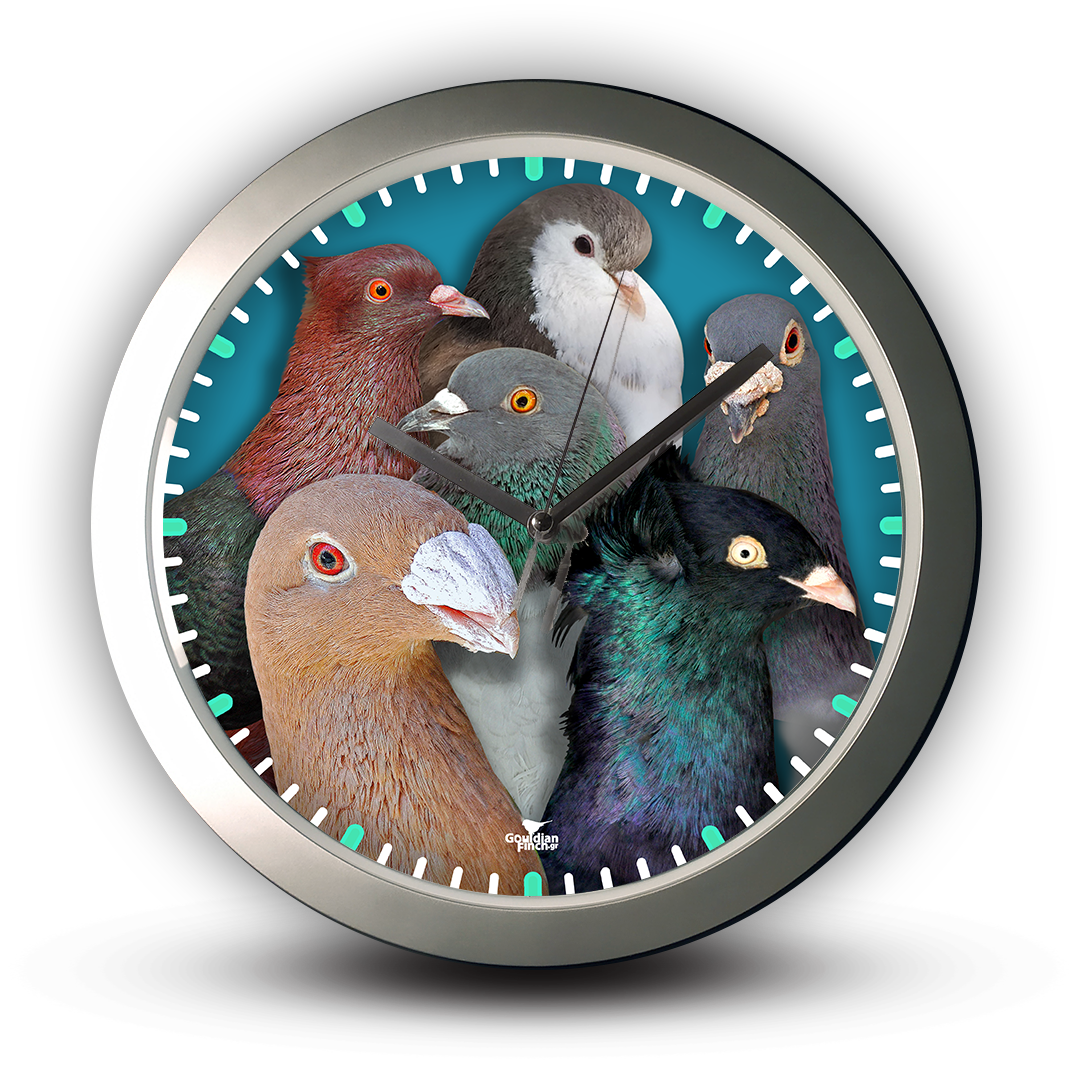 Fancy Pigeons photo, silver Wall Clock