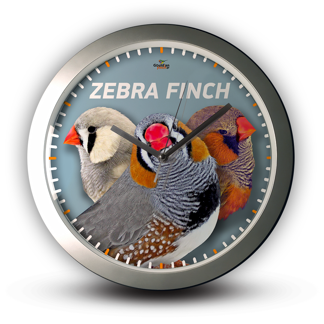 Three Zebra finches males (Gray, Pastel & Black Face), silver Wall Clock