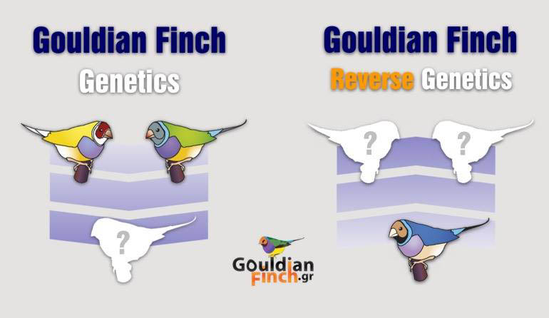 Gouldian Finch Genetic Calculator