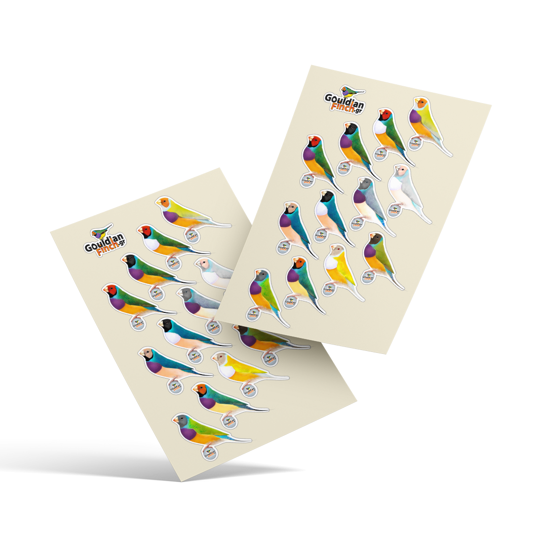 CFW Black Cheek pair – Zebra finch white T-shirt – Gouldianfinch.gr