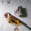 Major European Goldfinch Illustrated Show Standards, Porcelain White Mug - Image 5