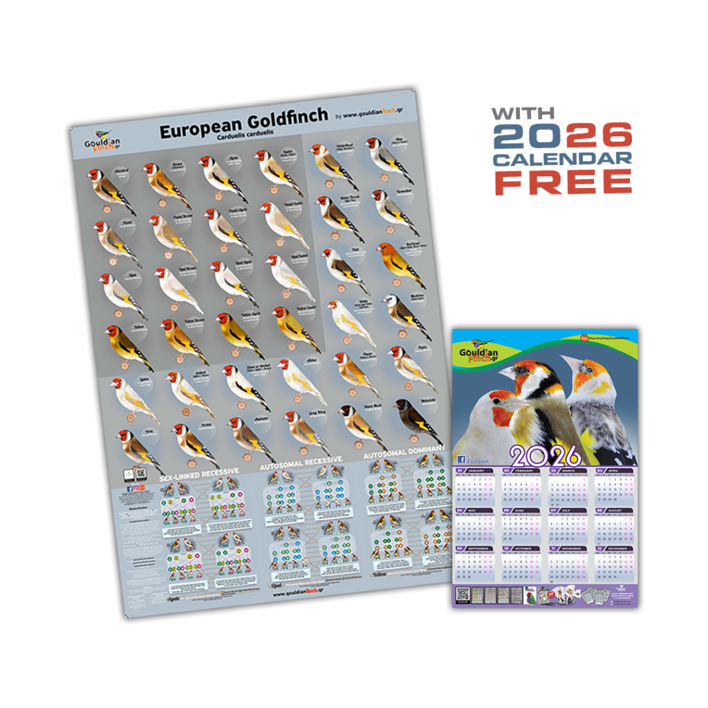 set of 2 New European Goldfinch Mutation Poster 2026 – Gouldianfinch