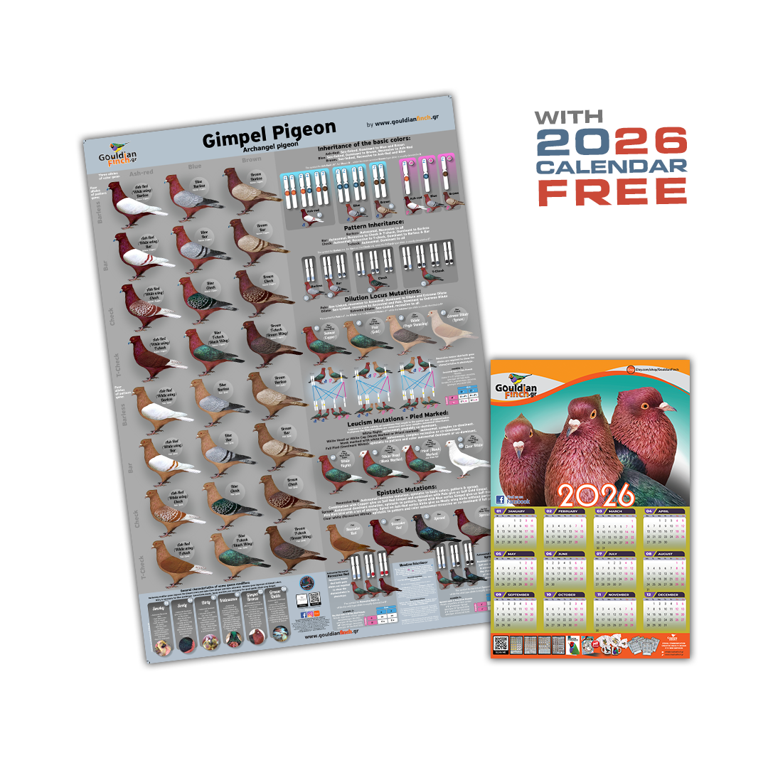 Gimpel (Archangel) Pigeon Mutations & Simple Genetics Poster 2026