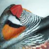 CFW Black Cheek pair - Zebra finch white T-shirt - Image 3