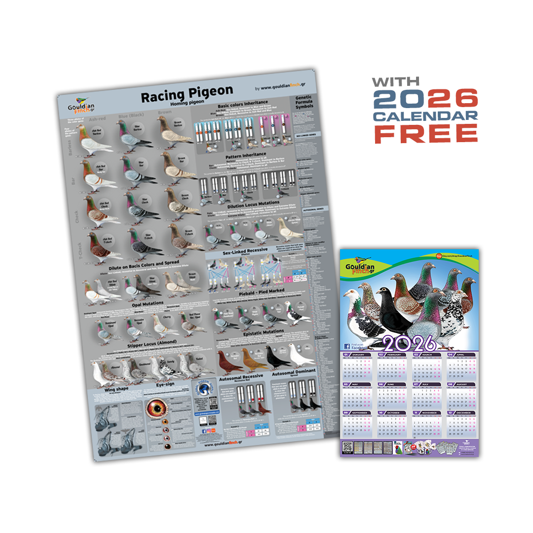 NEW Racing Pigeon Color mutations and Genetics Poster 2026