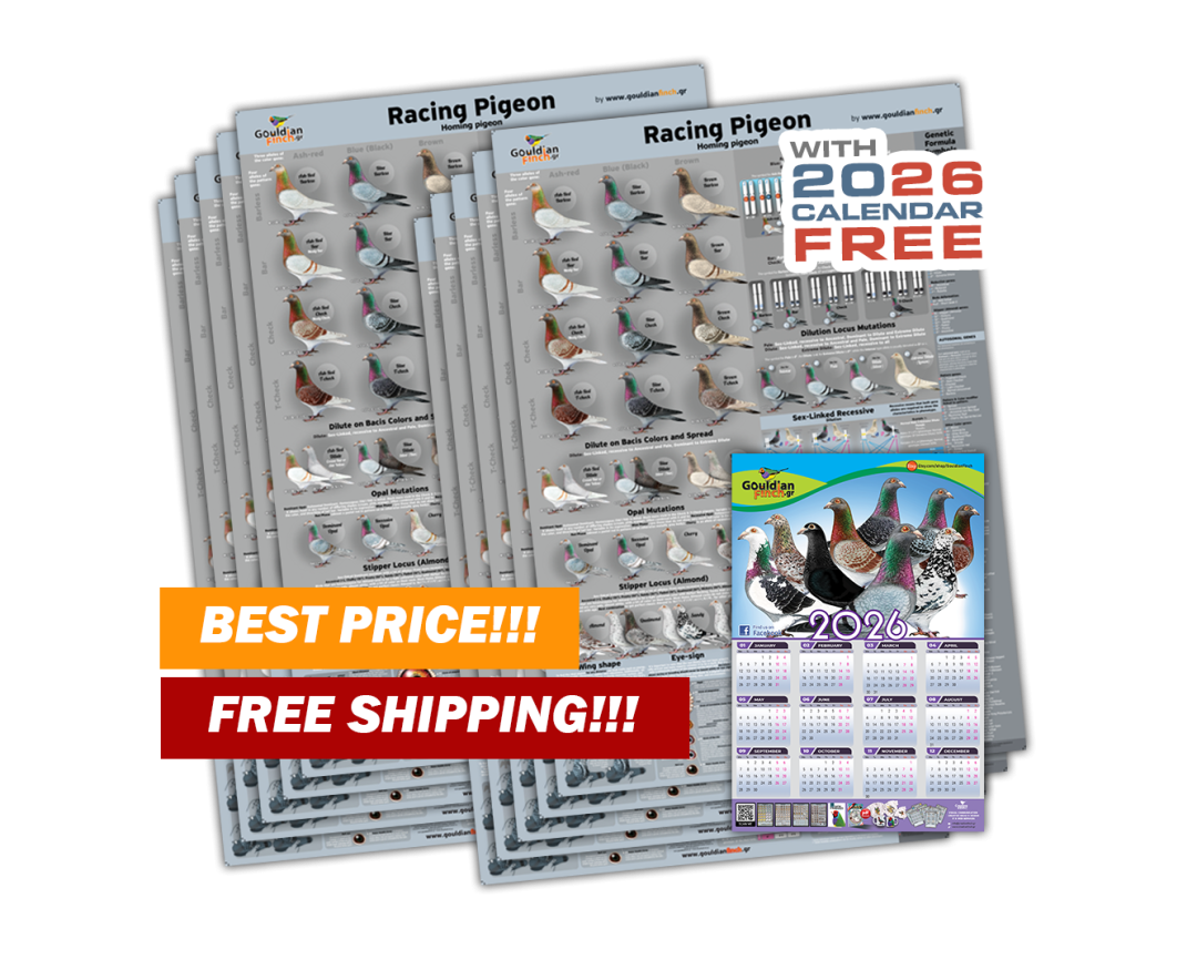 Set of 10 - NEW Racing Pigeon Color mutations and Genetics Poster 2026