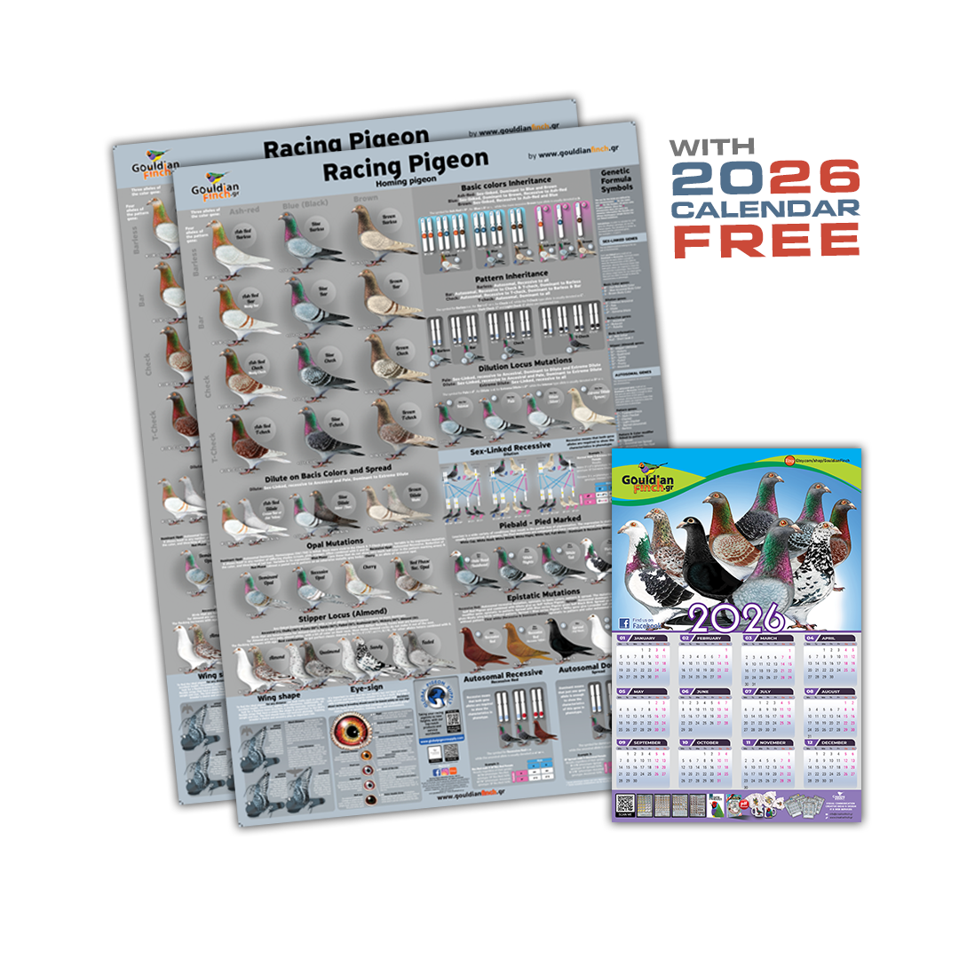 Set of 2 - NEW Racing Pigeon Color mutations and Genetics Poster 2026