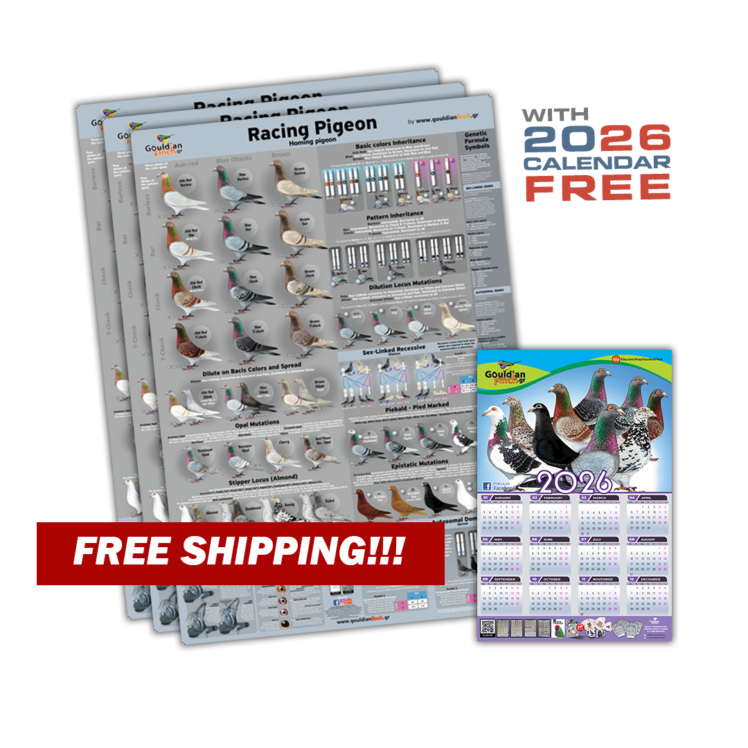 Set of 3 - NEW Racing Pigeon Color mutations and Genetics Poster 2026