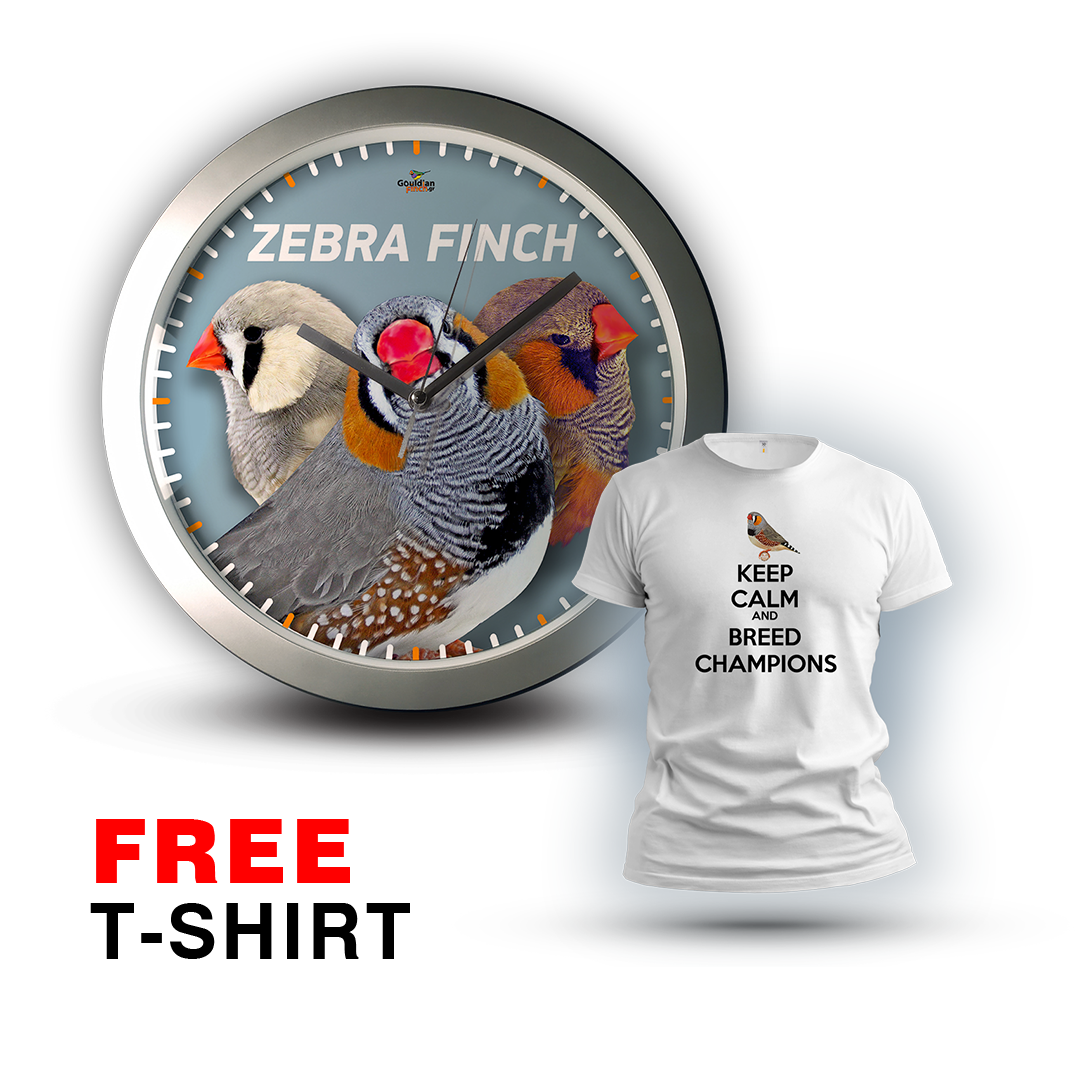 Three Zebra finches males (Gray, Pastel & Black Face), silver Wall Clock 2026