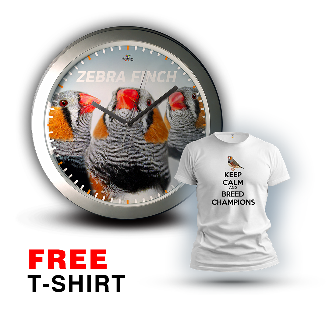 Three Ancestral Gray Zebra finches males, silver Wall Clock 2026