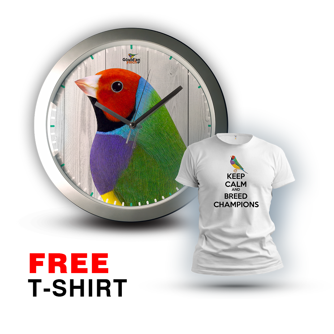 Red Head male Gouldian finch silver Wall Clock