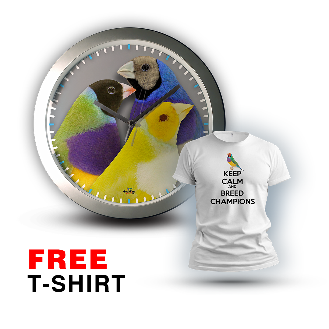 Lutino, Cinnamon & Blue Mutation Gouldian Finch silver Wall Clock 2026