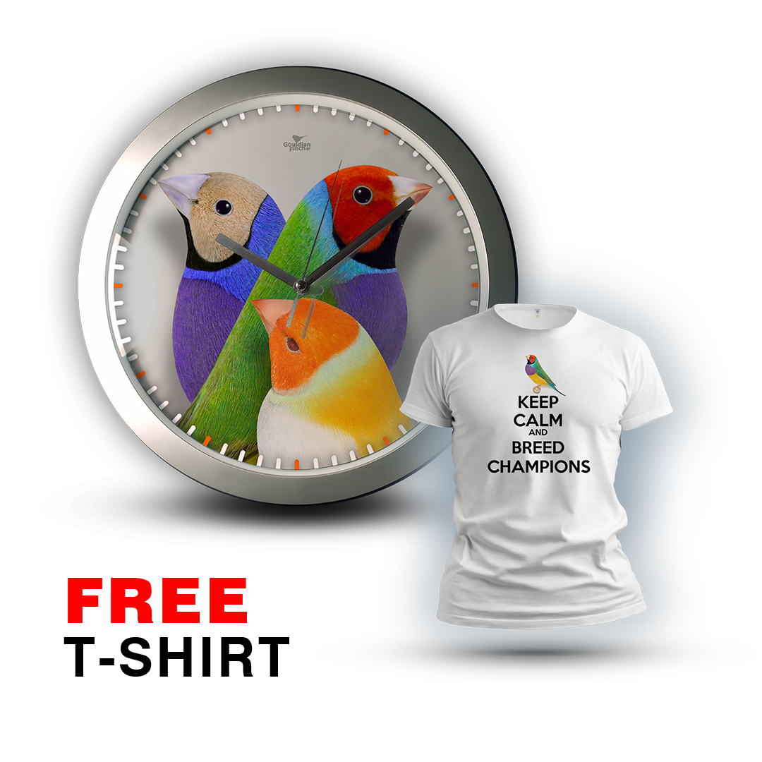 Lutino, Green & Blue Mutations Gouldian Finch silver Wall Clock 2026