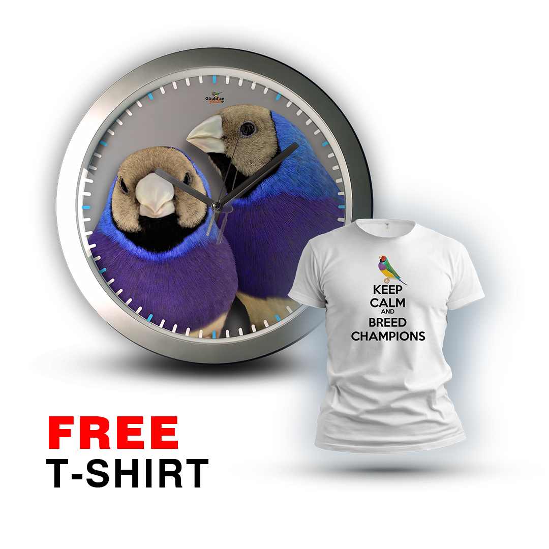 Blue Mutation two males Gouldian Finch silver Wall Clock 2026